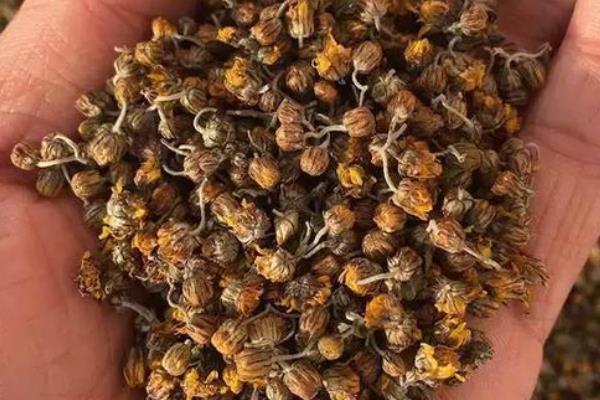 菊花如何保存，需要将植株的水分除去
