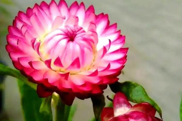 菊花如何保存，需要将植株的水分除去