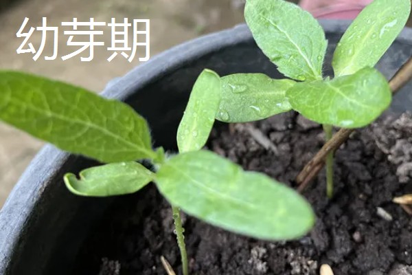 向日葵的花期是多少天,花期通常有30天左右
