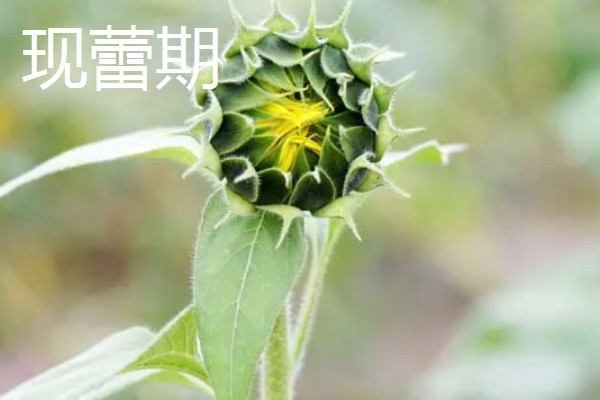 向日葵的花期是多少天,花期通常有30天左右