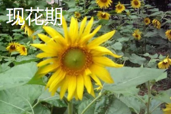 向日葵的花期是多少天,花期通常有30天左右