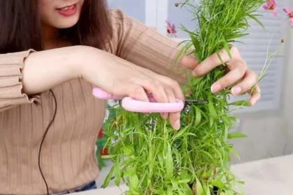 金鸡菊如何摘心,生长初期就要进行摘心
