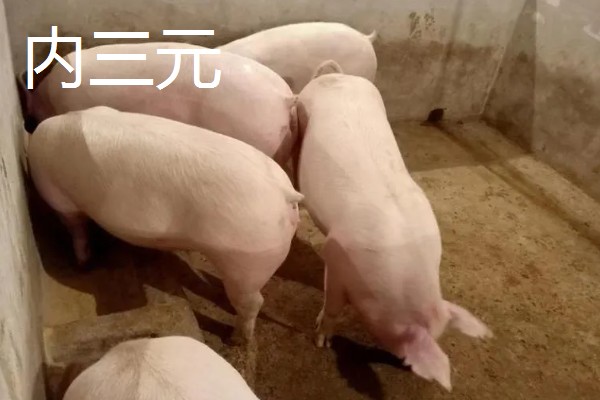 什么是内三元猪,是由3个品种杂交繁衍出来的猪种