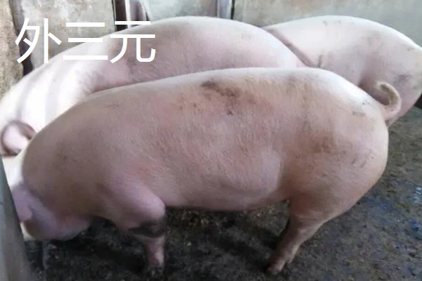什么是内三元猪,是由3个品种杂交繁衍出来的猪种