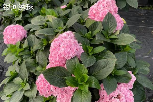 绣球变色的原因,主要受土壤ph影响
