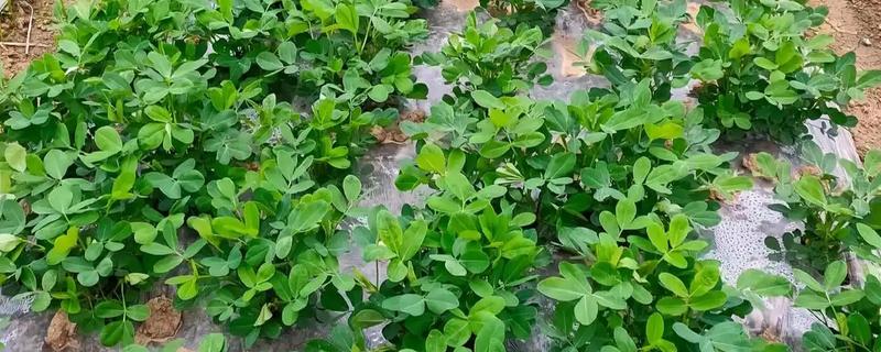 我国花生主要产地，分为南方小花生区、北方大花生区