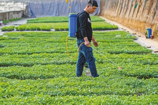有哪些蔬菜常用的除草剂，包括乙草胺、施田补等药物