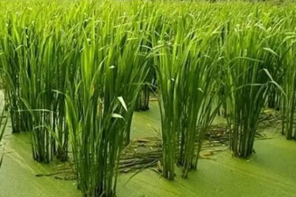 有哪些蔬菜常用的除草剂，包括乙草胺、施田补等药物