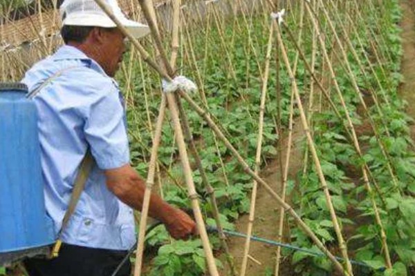 有哪些蔬菜常用的除草剂，包括乙草胺、施田补等药物