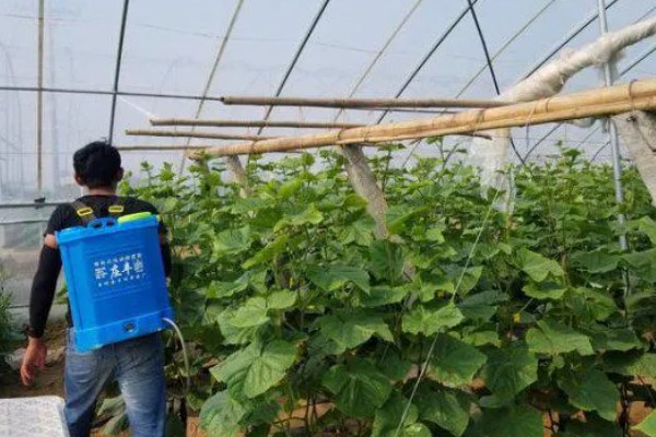 有哪些蔬菜常用的除草剂，包括乙草胺、施田补等药物