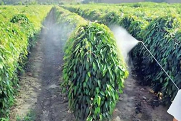 有哪些蔬菜常用的除草剂，包括乙草胺、施田补等药物