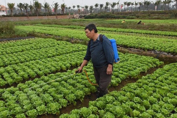 有哪些蔬菜常用的除草剂，包括乙草胺、施田补等药物