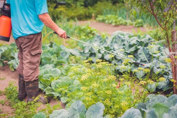有哪些蔬菜常用的除草剂，包括乙草胺、施田补等药物