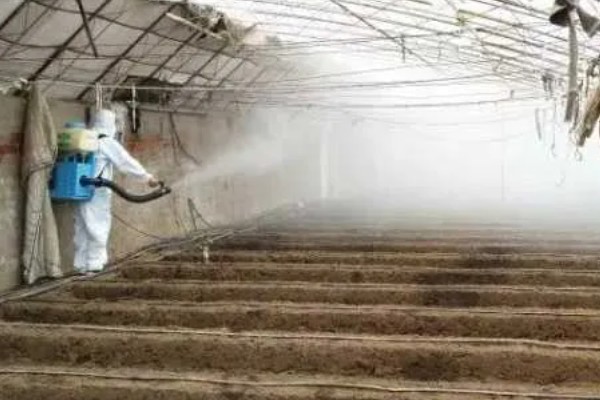 有哪些蔬菜常用的除草剂，包括乙草胺、施田补等药物