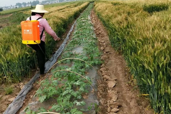 有哪些蔬菜常用的除草剂，包括乙草胺、施田补等药物