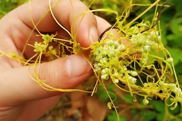 菟丝子的防治技术,应在其开花前彻底铲除