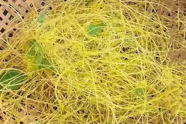 菟丝子的防治技术,应在其开花前彻底铲除