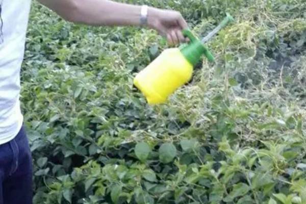 菟丝子的防治技术,应在其开花前彻底铲除