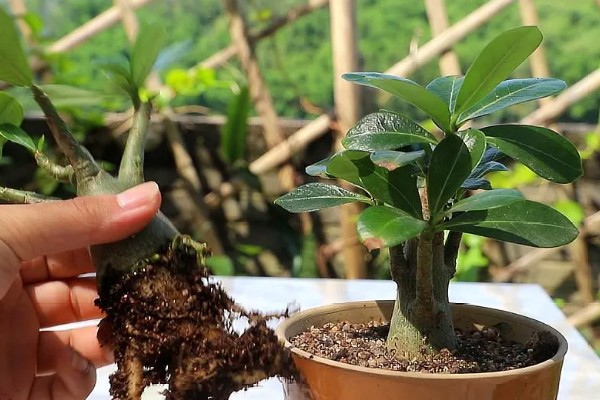 沙漠玫瑰叶子发黄掉落怎么办,需及时补充光照