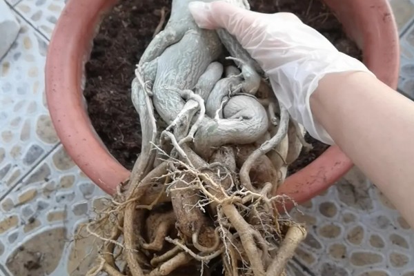 沙漠玫瑰叶子发黄掉落怎么办,需及时补充光照