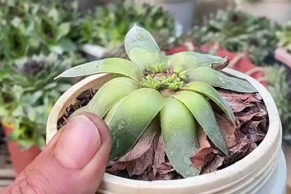 铜壶法师的养殖方法，放在向阳处能让枝叶更鲜艳