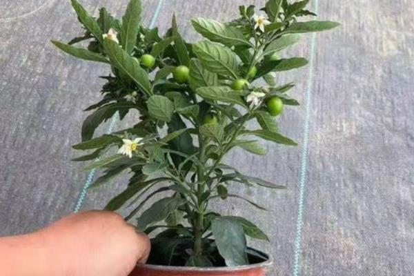 珊瑚豆只开花不结果的原因，可能是浇水过多所致