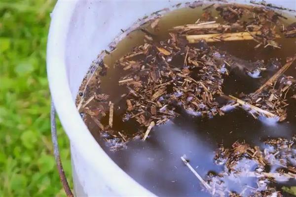 君子兰拔箭需要多少天，一般需要一周左右