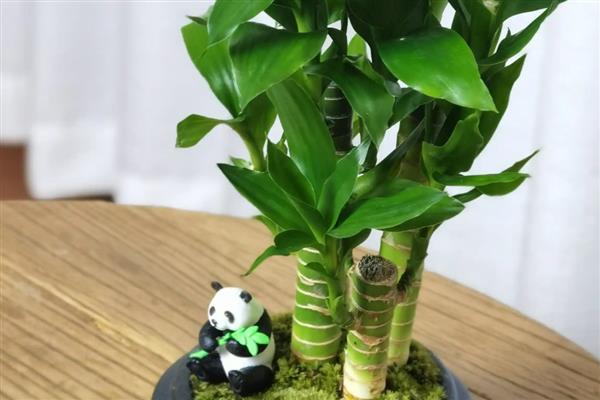 观音竹会开花吗，会开花