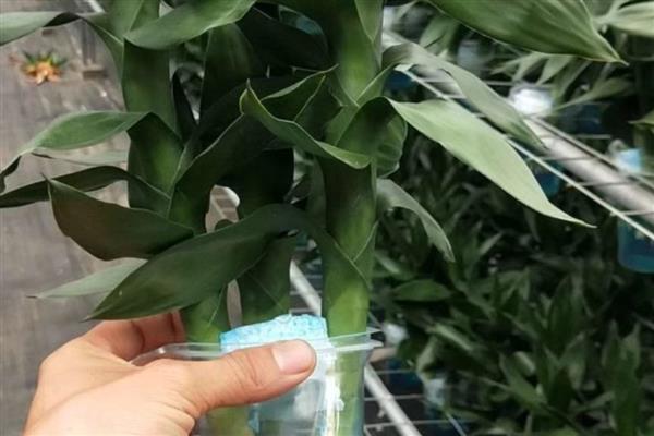 观音竹会开花吗，会开花