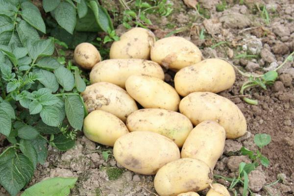 土豆有什么品种,中薯3号、中薯5号等品种品质好
