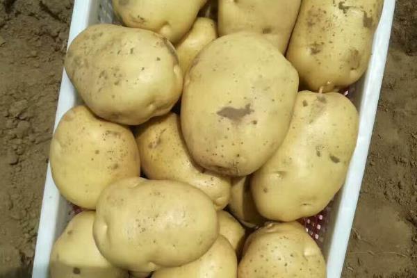 土豆有什么品种,中薯3号、中薯5号等品种品质好