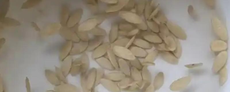 蔬菜种子的处理方法，经过浸种催芽再播种