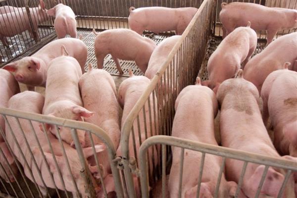 导致猪咳嗽的原因,可能是得了猪肺疫、支原体肺炎等