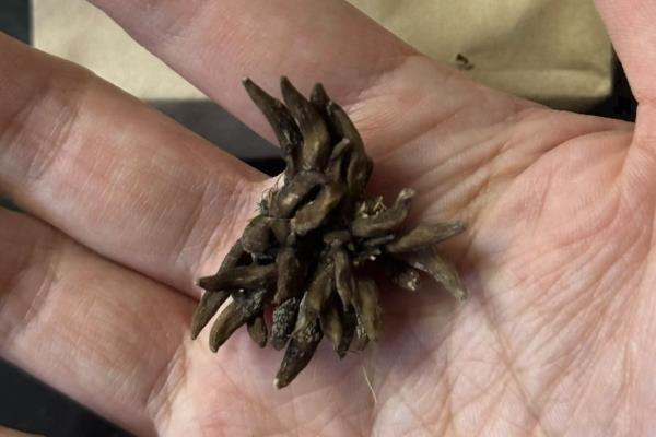 花毛茛种球的种植方法，最好在天气晴朗的时候进行