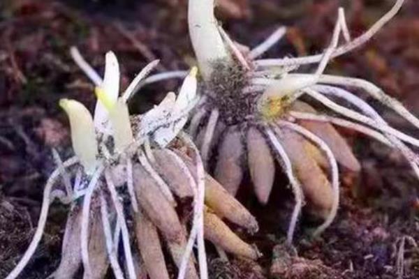花毛茛种球的种植方法，最好在天气晴朗的时候进行