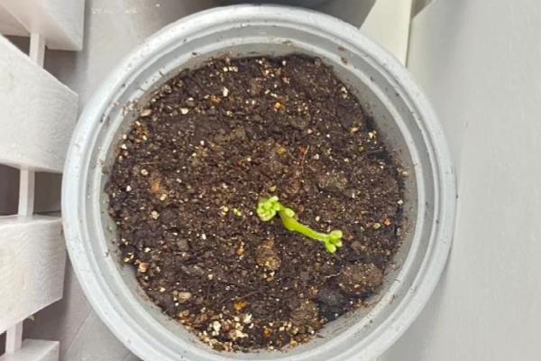花毛茛种球的种植方法，最好在天气晴朗的时候进行