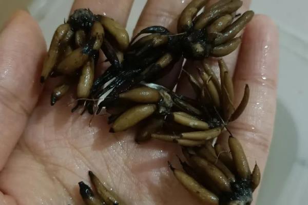 花毛茛种球的种植方法，最好在天气晴朗的时候进行