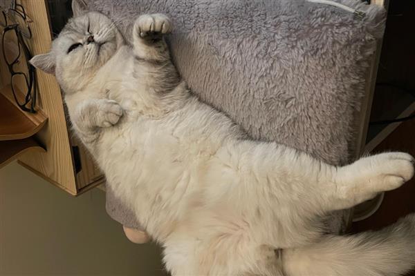 猫趾间炎的症状，轻度的表现为脚底心出现红色斑点