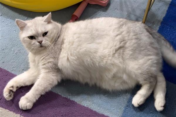 猫趾间炎的症状，轻度的表现为脚底心出现红色斑点