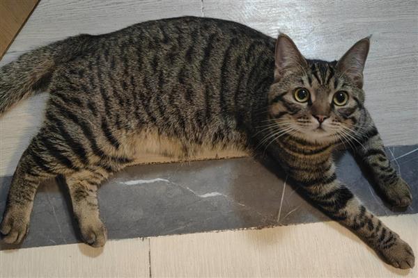猫趾间炎的症状，轻度的表现为脚底心出现红色斑点