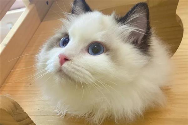 猫趾间炎的症状，轻度的表现为脚底心出现红色斑点