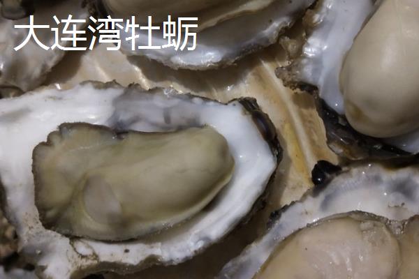 大连湾牡蛎的产地,产地在大连湾附近海域
