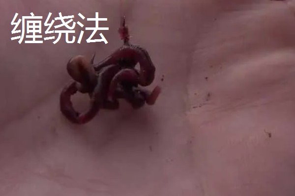为什么用蚯蚓很难钓鲤鱼，因为其警惕性很高