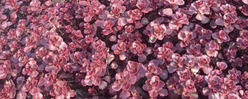 红叶景天属于哪里的植物，原产地在热带干旱地区