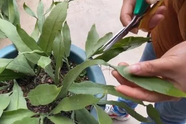 昙花的修剪方法,生长盛期把瘦弱的枝条剪除