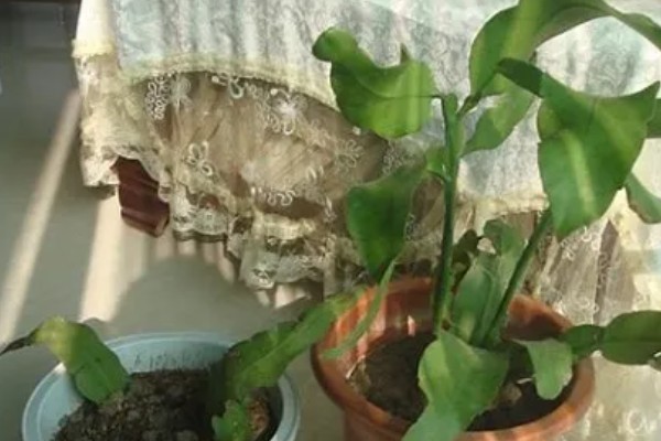 昙花的修剪方法,生长盛期把瘦弱的枝条剪除