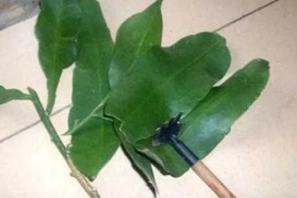 昙花的修剪方法,生长盛期把瘦弱的枝条剪除