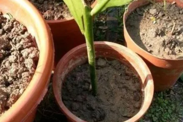 昙花的修剪方法,生长盛期把瘦弱的枝条剪除