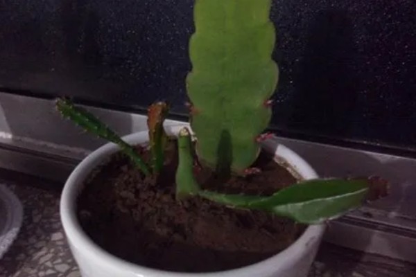昙花的修剪方法,生长盛期把瘦弱的枝条剪除