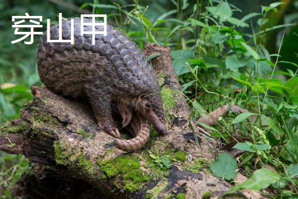 穿山甲有哪些生活习性，它依靠气味来寻找猎物